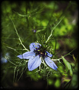 Wildflower Photograph by B Cash