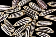 Wildflower Seeds Photograph by Science Photo Library