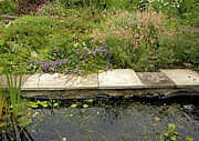 Wildlife Garden Pond Photograph by Science Photo Library