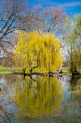 Willow tree water reflection Photograph by Matthias Hauser
