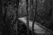 Winding Bridge in the Woods Photograph by Kirkodd Photography Of New England