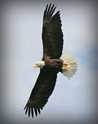 Wings Photograph by Ryan Smith
