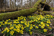 Winter Aconite Flowers Switzerland Photograph by Thomas Marent