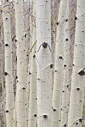 Winter Aspen Tree Forest Portrait Photograph by James BO Insogna Winter Aspen Tree Forest Portrait Photograph by James BO Insogna