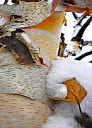 Winter Birch 2 Photograph by Julie Palencia