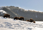 Winter Bison Herd in Yellowstone Photograph by Bruce Gourley