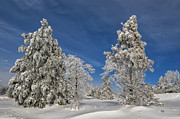 Winter Blues Photograph by Lois Bryan