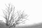 Winter Tree Photograph by Diane Macdonald