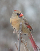 Winter Cardinal - Female Photograph by Robert E Alter Reflections of Infinity