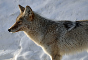 Winter Coyote in Yellowstone Photograph by Bruce Gourley