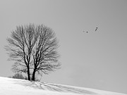 Winter - Fly Past in Mono Photograph by Richard Reeve