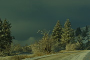 Winter Photograph by Loni Collins