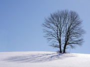 Winter - Snow Trees 2 Photograph by Richard Reeve