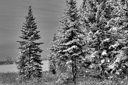 Winter Spruce Photograph by Brenda Giasson