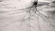 Winter Photograph by Stacy Abbott