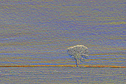 Winter Tree Photograph by Jim West