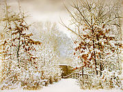 Winter Woods Photograph by Jessica Jenney
