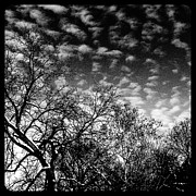 Winterfold - Monochrome Photograph by Frank J Casella