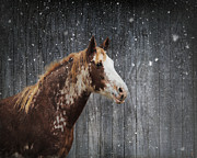 Winter's Arrival Photograph by Jai Johnson