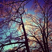 Winter's Glow Photograph by Natasha Marco