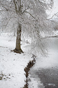 Winter's Grip Photograph by Bonnie Bruno