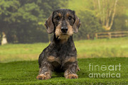 Wirehaired Dachshund Photograph by Jean-Michel Labat