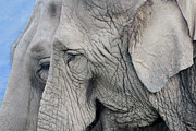 Wisdom with age Photograph by Jackson Pearson
