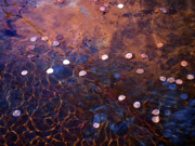 Wishes Photograph by Rona Black