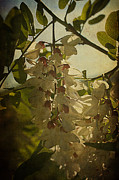 Wisteria Cascade Photograph by Terry Rowe