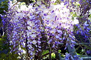 Wisteria Photograph by Jodie Marie Anne Richardson Traugott          aka jm-ART