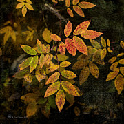 Wlid Rose Leaves Photograph by Fred Denner