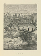 Wolves Hunting A Stag Photograph by Science Photo Library