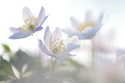 Wood Anemone Flowers Netherlands Photograph by Heike Odermatt