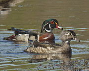 Wood Duck Pair DWF088 Photograph by Gerry Gantt