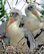 Wood Stork Nestlings Photograph by Millard H. Sharp Wood Stork Nestlings Photograph by Millard H. Sharp