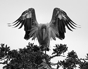 Wood Stork Spread Photograph by Patricia Schaefer