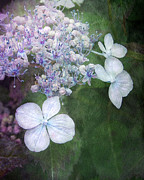 Lace Cap Hydrangea In Blue Photograph by Kathi Mirto