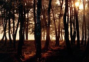 Woodland Light Photograph by Science Photo Library