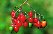 Woody Nightshade Or Bittersweet Photograph by Science Photo Library
