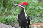 Woody Photograph by Ruth Kamenev