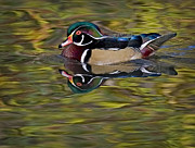 Woody Photograph by Susan Candelario