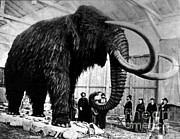 Woolly Mammoth Found In Siberia, 1903 Photograph by Science Source Woolly Mammoth Found In Siberia, 1903 Photograph by Science Source