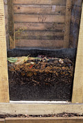 Wormery For Making Compost Photograph by Science Photo Library