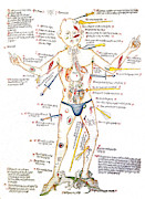 Wound Man, 1420s Photograph by Wellcome Images Wound Man, 1420s Photograph by Wellcome Images