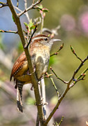 Wren In Spring Photograph by Kathy Baccari Wren In Spring Photograph by Kathy Baccari