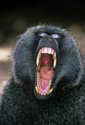 Yawning Olive Baboon Photograph by Science Photo Library