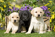 Yellow And Black Labrador Puppies Photograph by Jean-Michel Labat