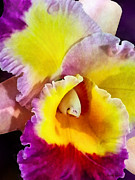 Yellow and Magenta Cattleya Orchid Photograph by Susan Savad Yellow and Magenta Cattleya Orchid Photograph by Susan Savad
