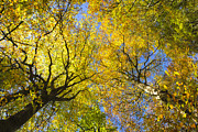 Yellow and orange trees in fall with blue sky Photograph by Matthias Hauser