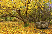 Yellow Autumn Leaves And Wooden Wagon Photograph by Jo Ann Tomaselli